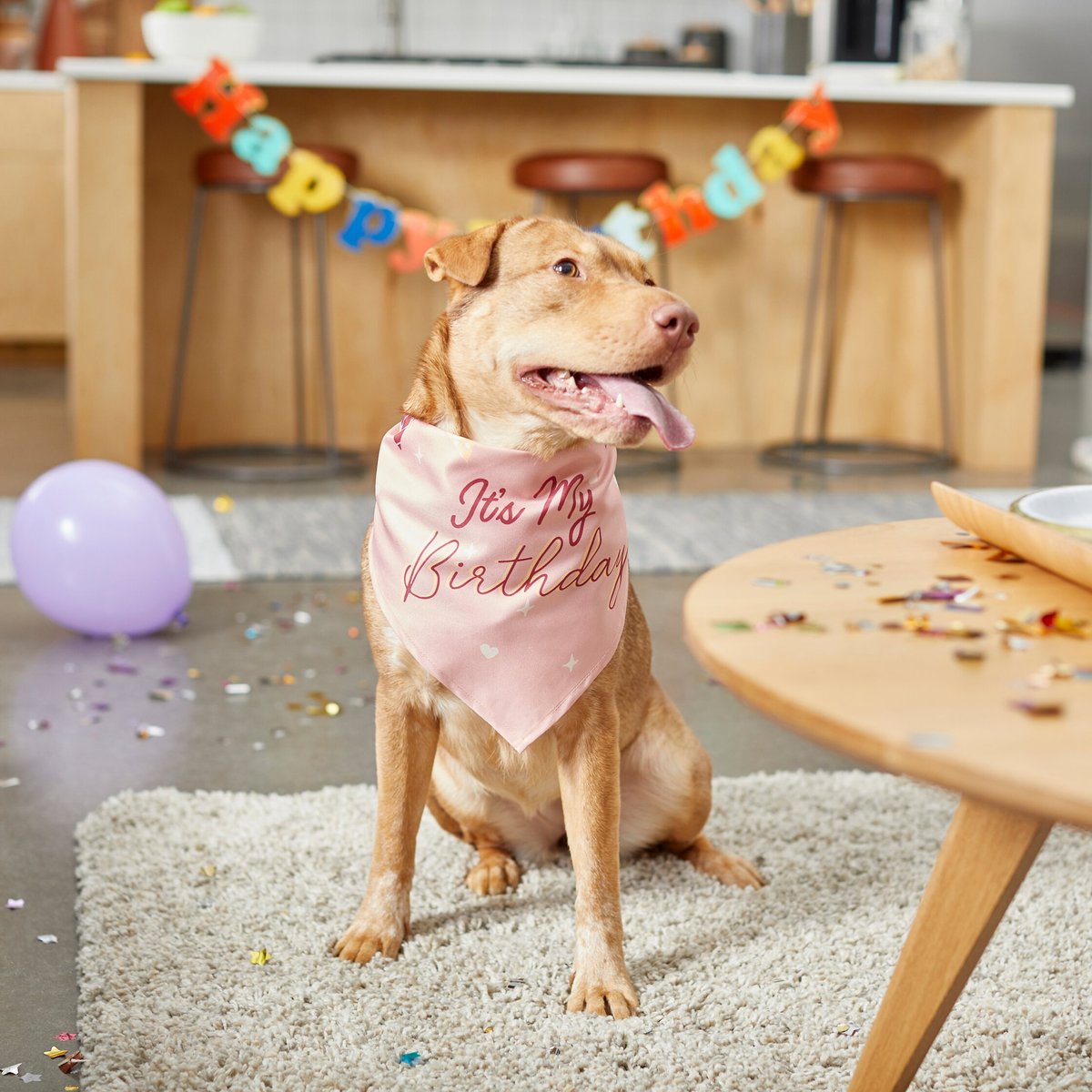 Blue Sprinkle Pet Collar, Birthday Boy Pet Collar