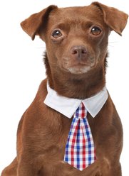 Frisco Plaid Dog & Cat Neck Tie, Medium/Large, Red & Blue