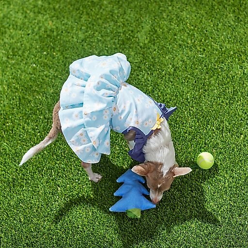 Frisco Blue Daisies Dog & Cat Dress, Small