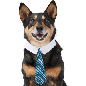 Frisco Striped Dog & Cat Neck Tie, Blue, Medium/Large