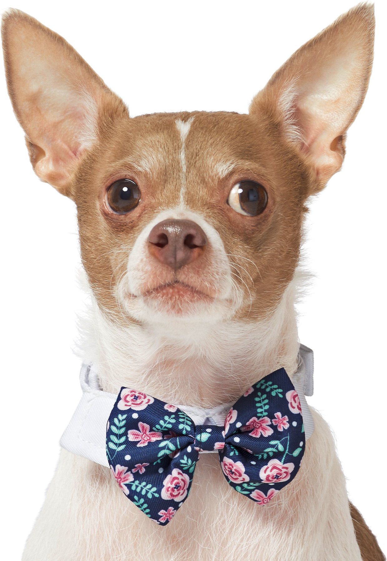 Baby Girl Pink Dog/Doggy/Puppy Bow Tie It's a girl 