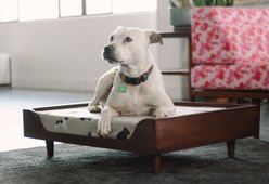 Modernica case Study Solid Wood Elevated Dog Bed with Removable Cover, Fetch Bone, Small slide 1 of 5