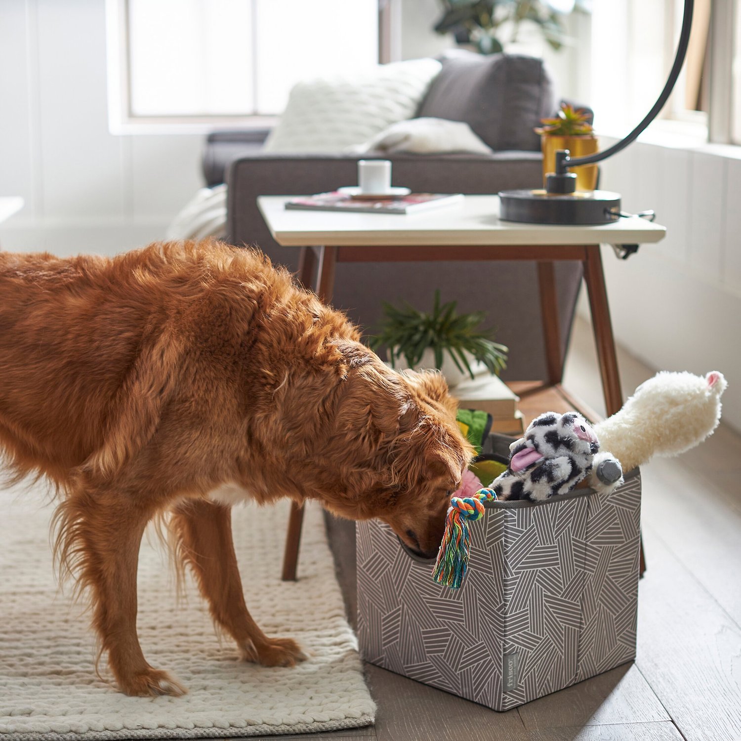 chewy dog toy basket