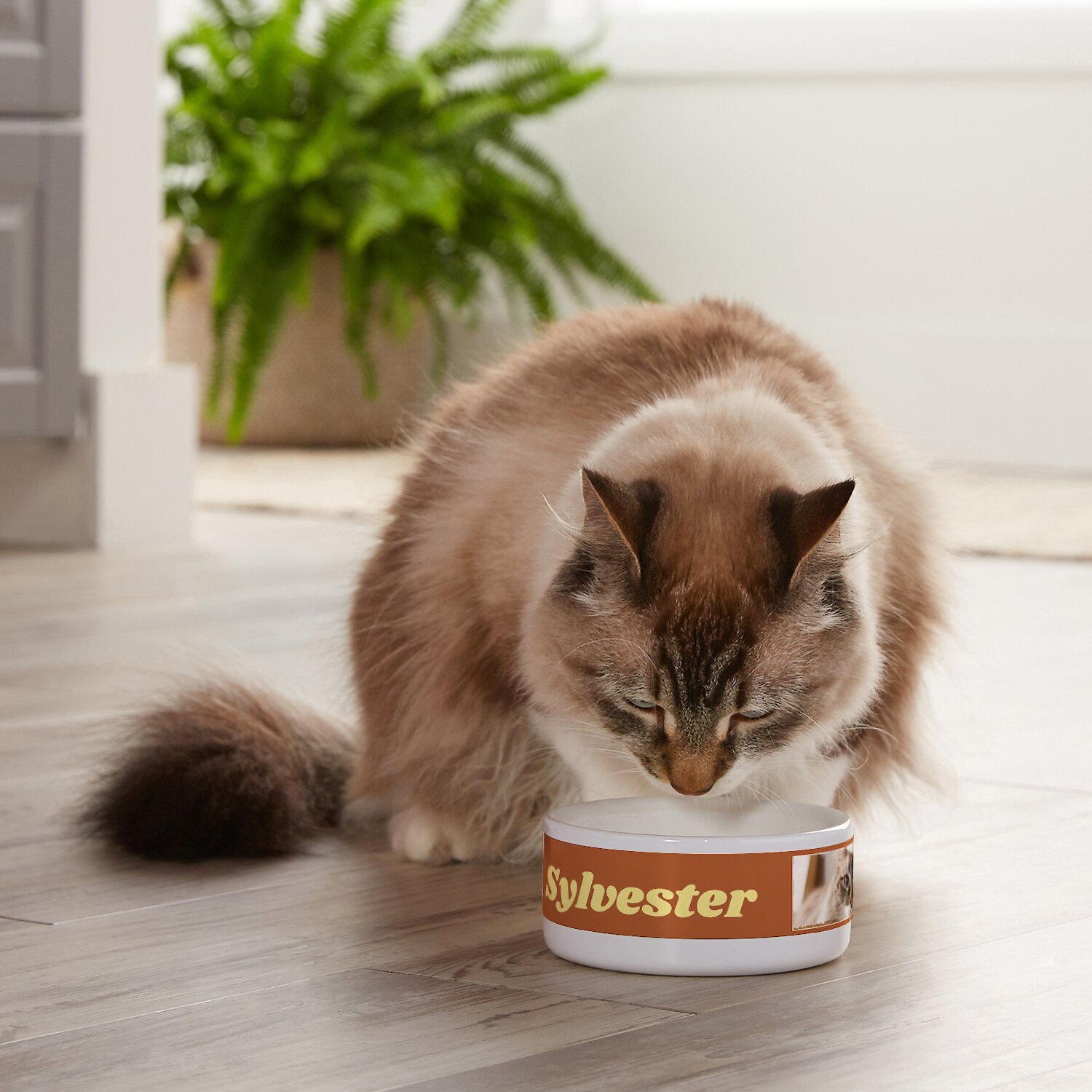Frisco Playful Kitty Ceramic Personalized Cat Bowl, 1-cup, 8oz