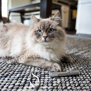 Litterbox.com Rechargeable Laser Pointer Cat Toy