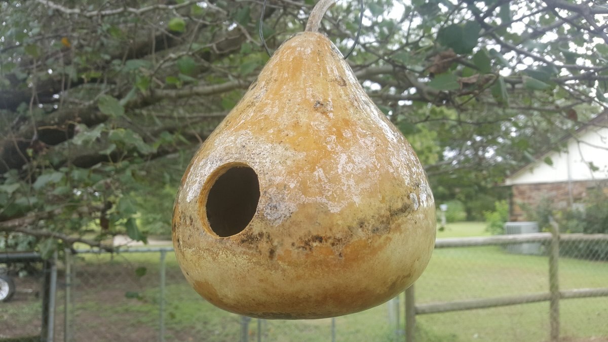 Bird Houses by Mark Gourd Bird House