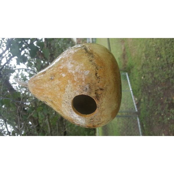 Bird Houses by Mark Downy Woodpecker Bird House