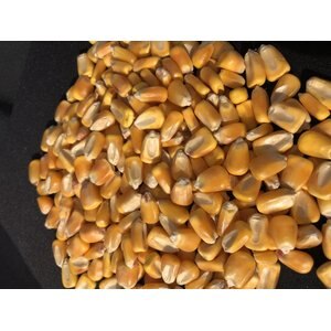 Prairie Melody Organic Whole Grain Corn Chicken Feed, 50-lb bag