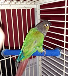 Polly's Pet Products Lazy Loft Bird Perch, Small slide 2 of 3