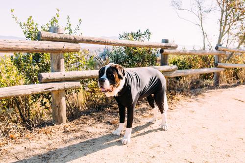 Show full view: Shed Defender Sport Dog Onesie, Black, Giant slide 8 of 9