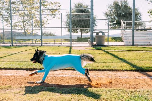 Show full view: Shed Defender Sport Dog Onesie, Columbia Blue, Large slide 8 of 9
