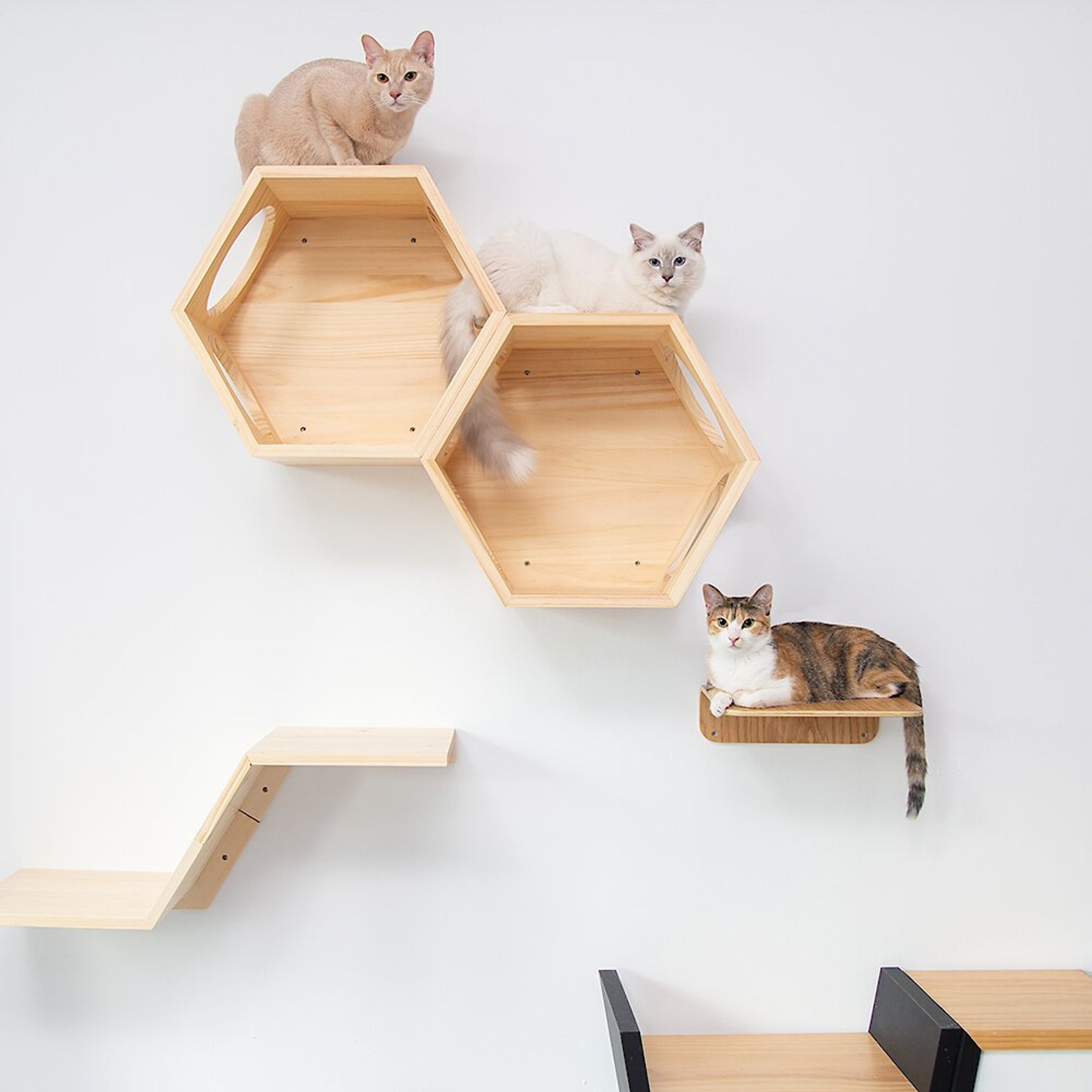 Mounted discount cat shelves