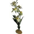 Komodo Spider Orchid Terrarium Plant