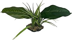 Komodo Woodland Canopy Terrarium Plant