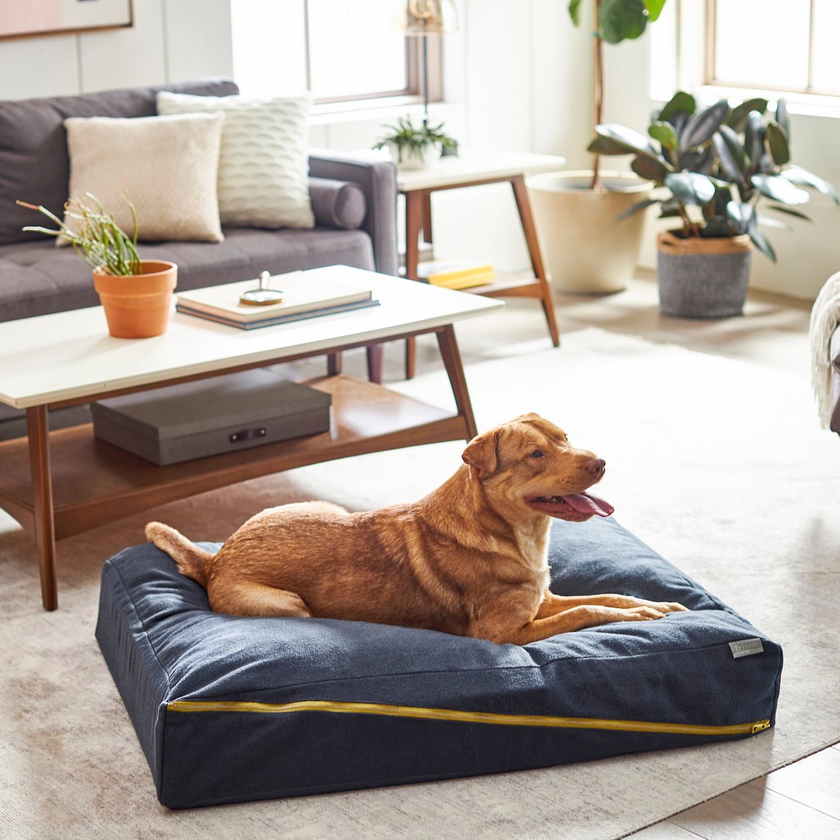 Dog bed hot sale with zipper