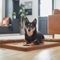 Frisco Corner Bolster Orthopedic Dog Crate Mat, Brown, 36-in
