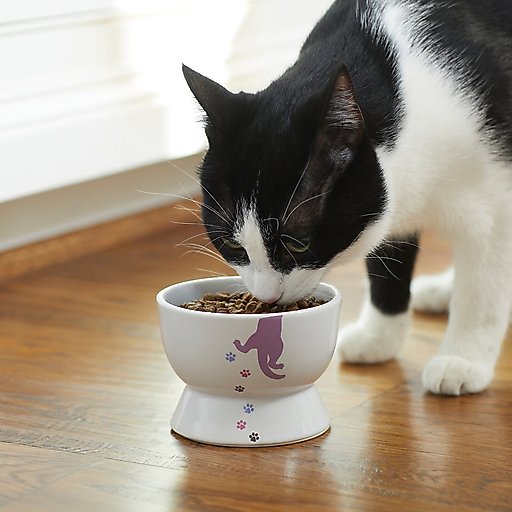 Frisco Cat Print Non-skid Elevated Ceramic Cat Bowl, Short, 1 cup, 1 count