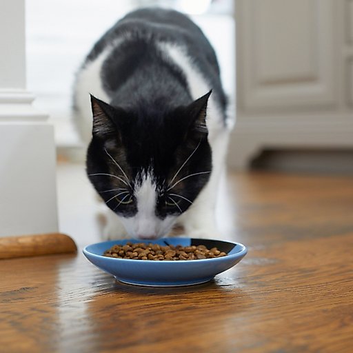 Frisco Cat Face Non-skid Ceramic Cat Dish, Blue, 0.5 cup, 1 count