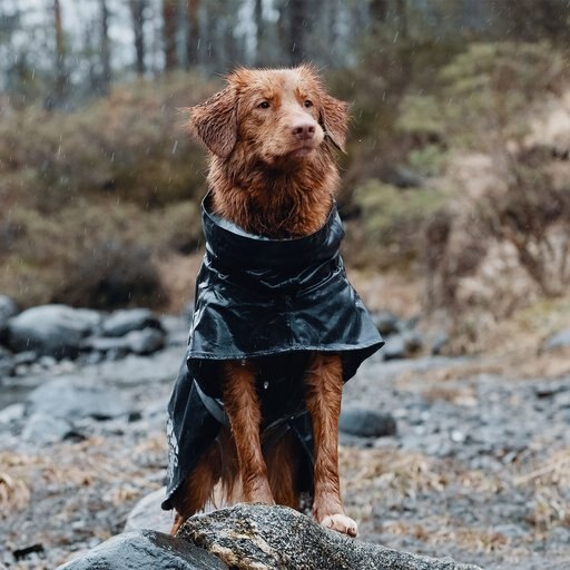 Hurtta Monsoon Dog Raincoat, Blackberry, 22-in