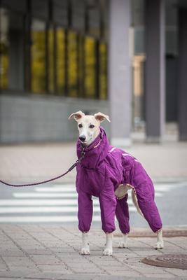 Show full view: Hurtta Casual Quilted Dog Overall, Heather, 28-in L slide 3 of 5