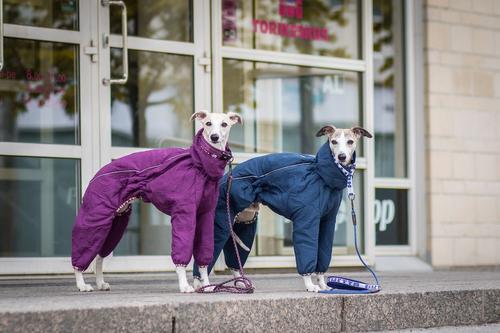 Show full view: Hurtta Casual Quilted Dog Overall, Heather, 28-in L slide 4 of 5