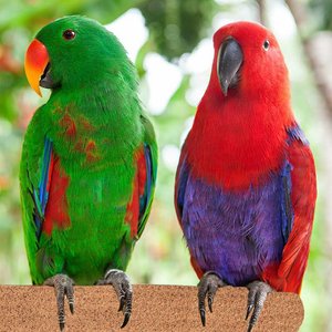Super Bird Creations Sure-Grip Grooming Perch, Large