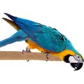 Super Bird Creations Sure-Grip Grooming Perch, X-Large
