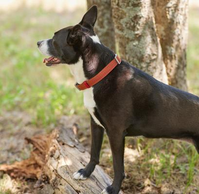 Show full view: Frisco Outdoor Heathered Nylon Collar, Mars Red, LG, Neck: 18 - 26-in, Width: 1-in slide 5 of 8
