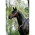 Stübben Horse Running Martingale, Black, Full