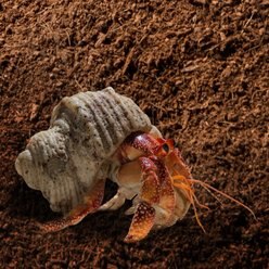 Galapagos Hermit Crab Soil, 8-qt brick slide 2 of 2