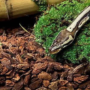 Galapagos Jurassic Fir Bark Reptile Terrarium Bedding, 8-qt bag