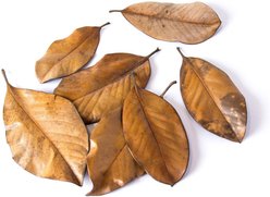 Galapagos Magnolia Terrarium Leaves, 4-qt bag slide 2 of 7