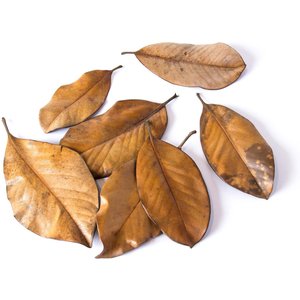 Galapagos Magnolia Terrarium Leaves, 4-qt bag