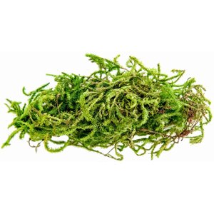 Galapagos Sphagnum Reptile, Amphibian & Insect Terrarium Moss, Fresh Green, 4-qt bag