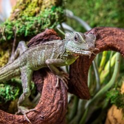 Galapagos Jungle Wood Terrarium Accessory, Natural, 36-in slide 2 of 6