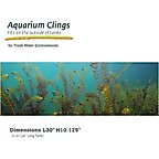 Aquatic Plant
