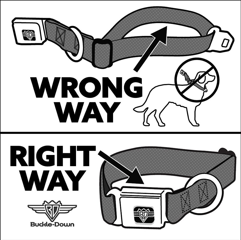 Collar Pulgas Gato Llavero Buckle Down 1.0 Expresiones De Puntadas/hibisco... | Envío Gratis Coleira Cao