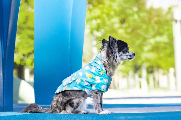 Canada Pooch Torrential Tracker Dog Raincoat