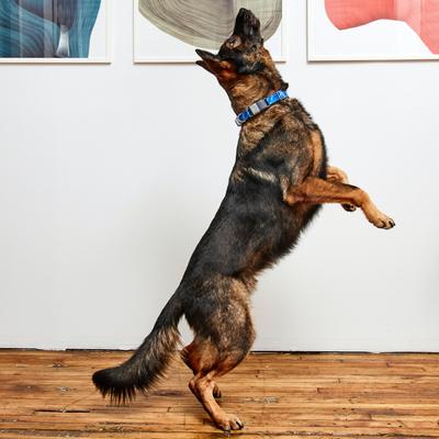 Show full view: Fi Series 2 GPS Tracker Smart Dog Collar, Gray, Small: 11.5 to 13.5-in neck, 1-in wide slide 4 of 6