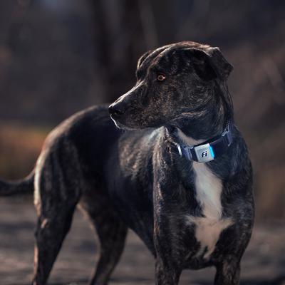 Show full view: Fi Series 2 GPS Tracker Smart Dog Collar, Yellow, Large: 16 to 22.5-in neck, 1-in wide slide 6 of 10