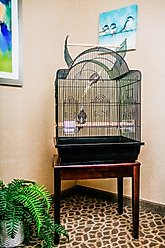 A&E Cage Company 32-in Victorian Open Top Bird Cage, Black, Medium
