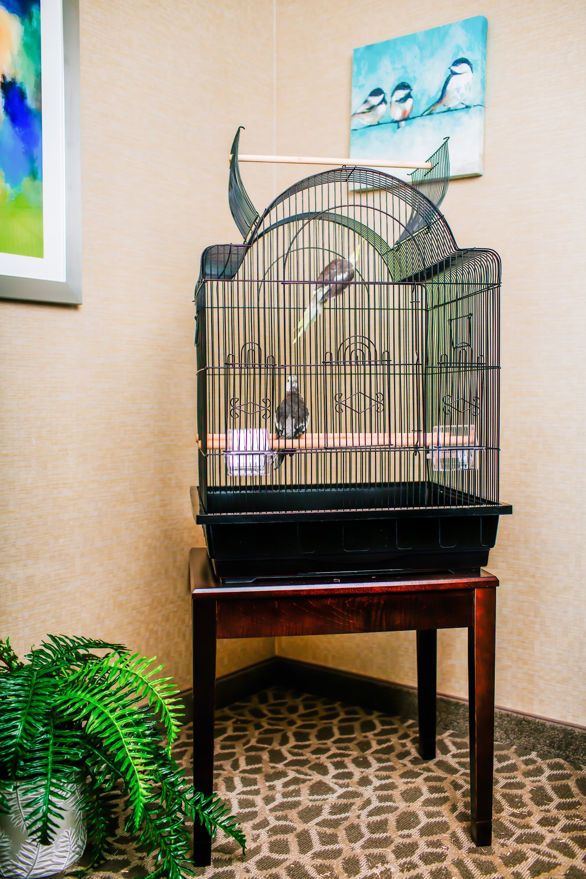 A&E CAGE COMPANY 32-in Victorian Open Top Bird Cage, Black, Medium ...