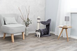TRIXIE Baza Gandia 27-in Plush Carpet Cat Scratching Post, Gray