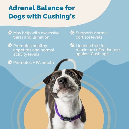Prana Pets Adrenal Balance Medicine for Cushing's Disease for Dogs, 2-oz bottle