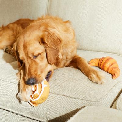 Show full view: Goody Box Brunch Dog Toys, Treats, & Bandana, Small slide 7 of 11