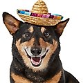 Frisco Dog & Cat Sombrero Hat, X-Large/XX-Large