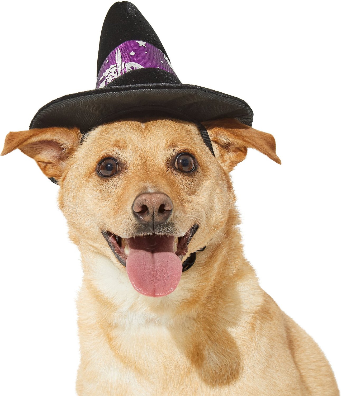 dog with witch hat