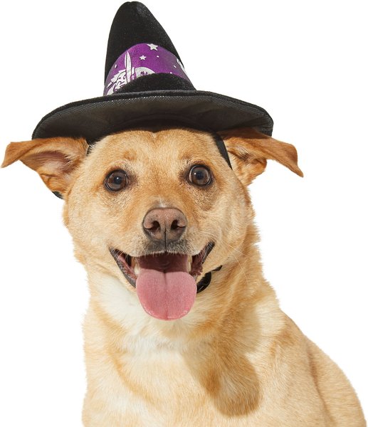 Frisco Midnight Witch Dog & Cat Hat, Medium/Large slide 1 of 6