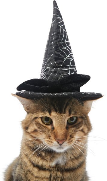 Frisco Cobweb Witch Dog & Cat Hat, X-Small/Small slide 1 of 6