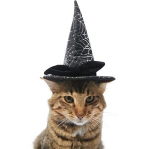 Frisco Cobweb Witch Dog & Cat Hat, X-Small/Small